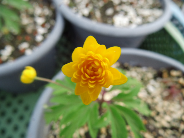 Anemone ranunculoides 