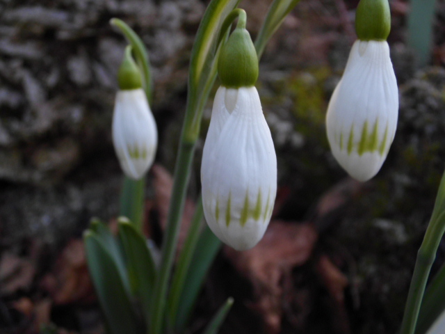 Galanthus Sprite