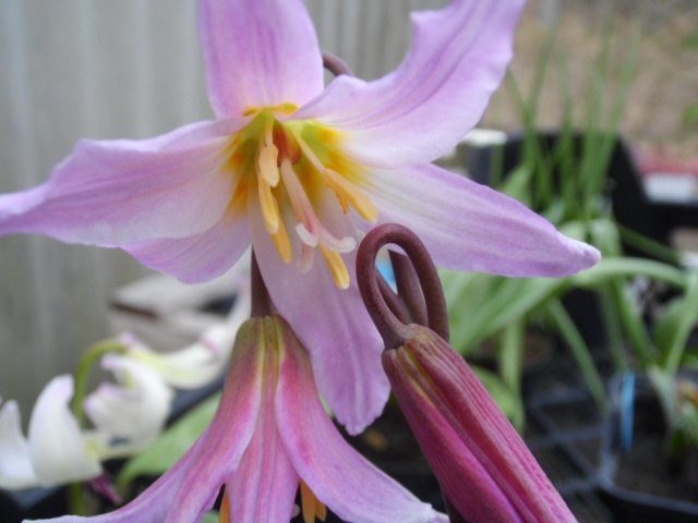 Erythronium revolutum