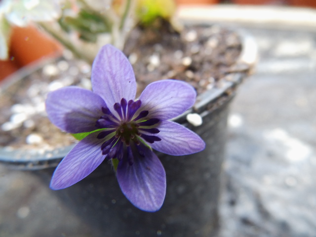 Hepatica-Hybride